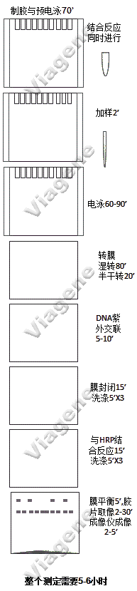 生物素探针EMSA