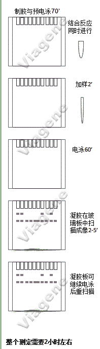 近红荧光探针EMSA
