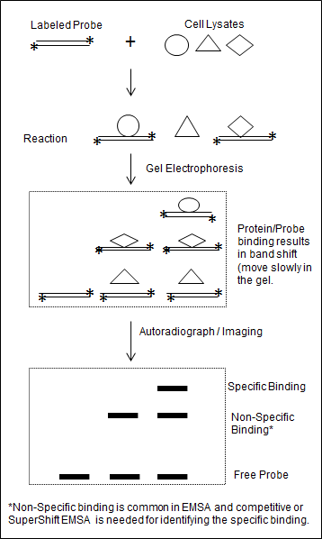 E-principle