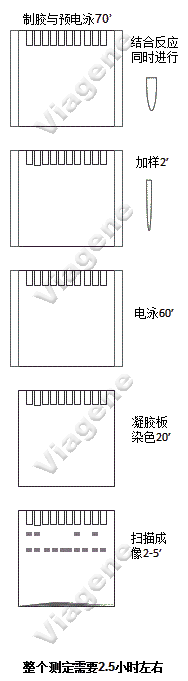 探针直接染色EMSA