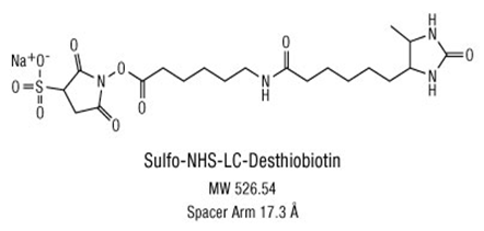 生物素标记分子